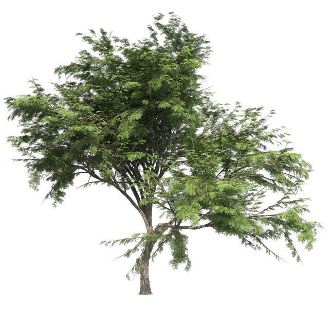 Hook Thorn Tree Low-poly 3D model_2
