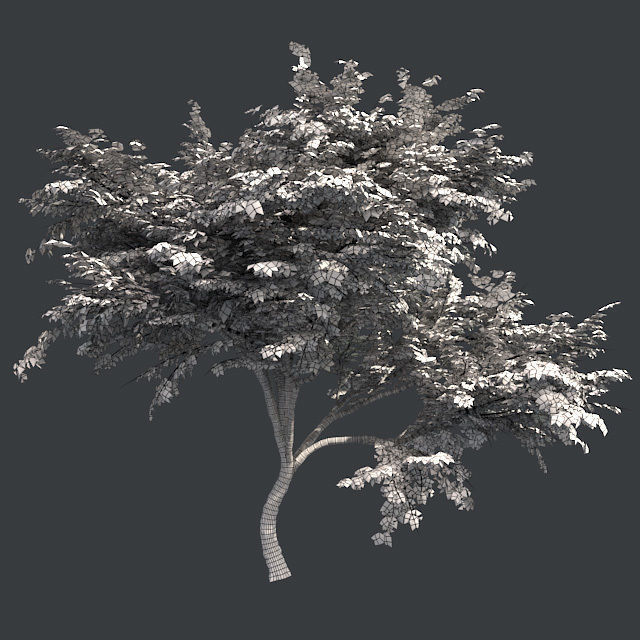 Hook Thorn Tree Low-poly 3D model_5