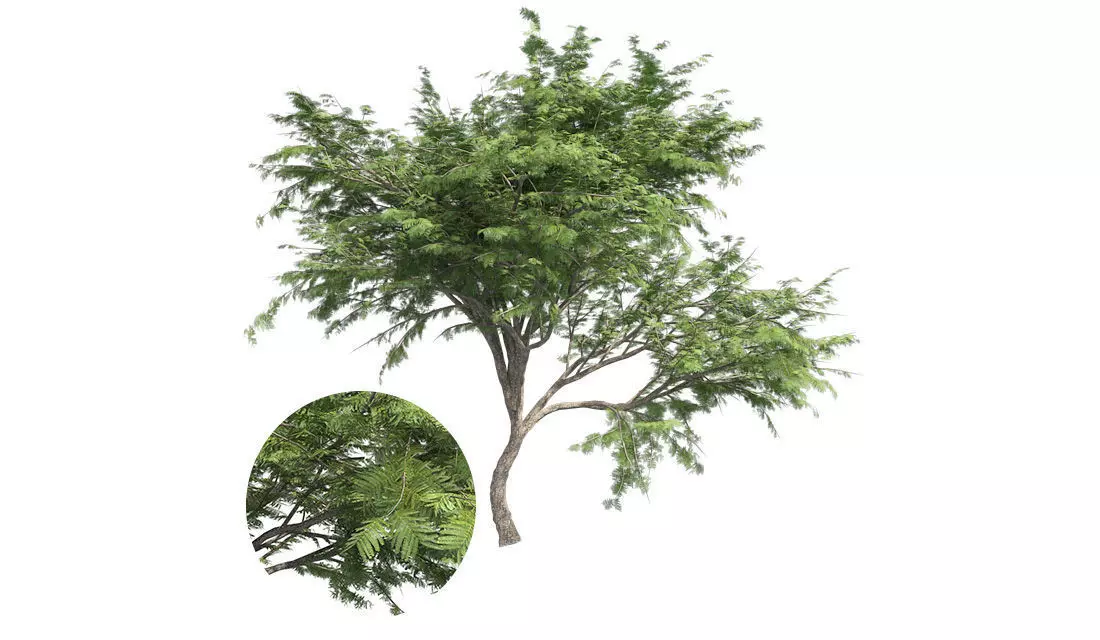 Hook Thorn Tree Low-poly 3D model_0
