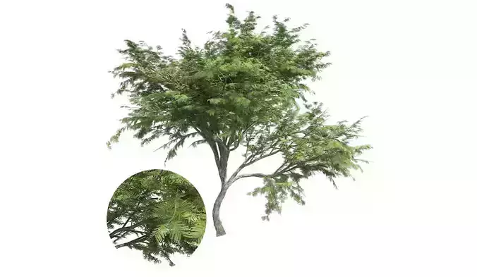 Hook Thorn Tree Low-poly 3D model