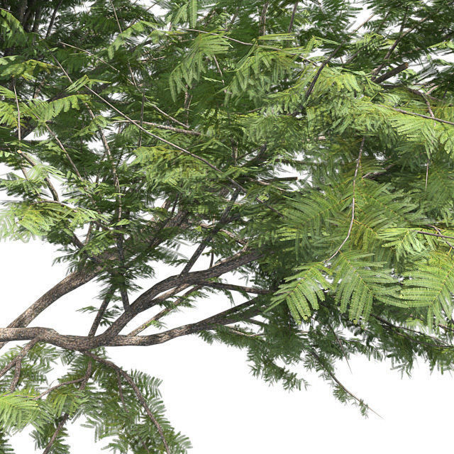 Hook Thorn Tree Low-poly 3D model_4