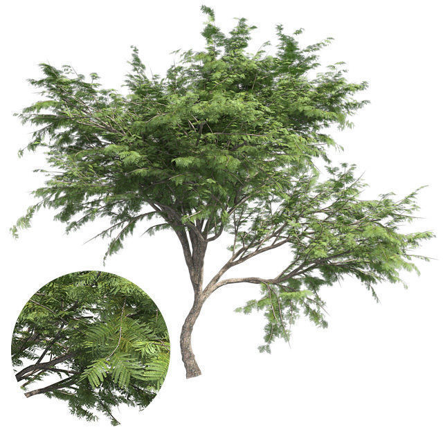 Hook Thorn Tree Low-poly 3D model_1