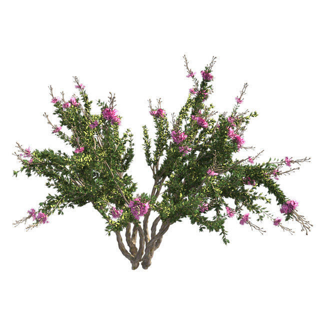 Crape Myrtle Tree Low-poly 3D model_3