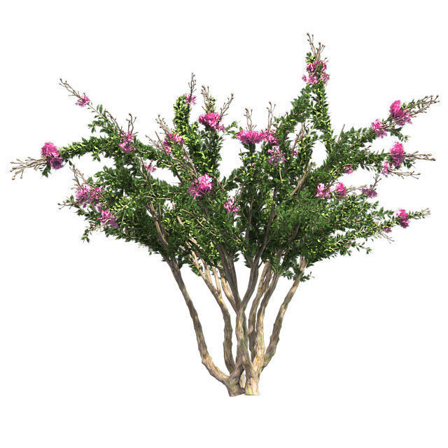 Crape Myrtle Tree Low-poly 3D model_1