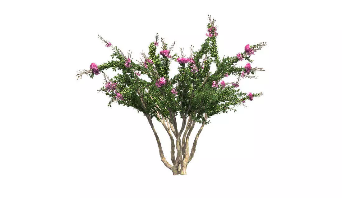 Crape Myrtle Tree Low-poly 3D model_0
