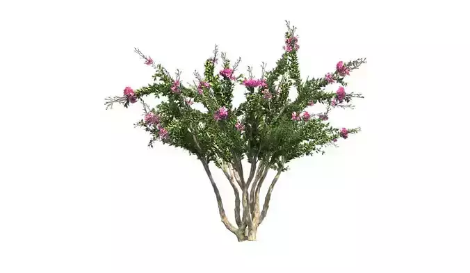Crape Myrtle Tree Low-poly 3D model