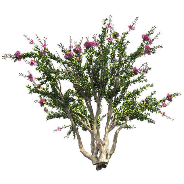 Crape Myrtle Tree Low-poly 3D model_2