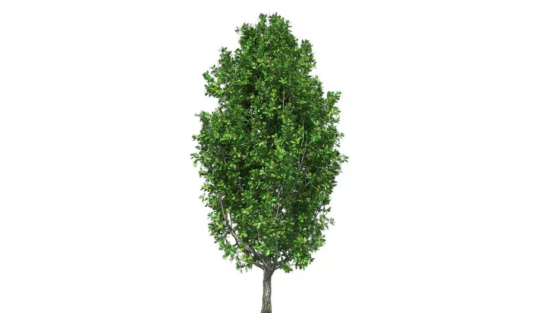 Cypress Oak Tree Low-poly 3D model_0