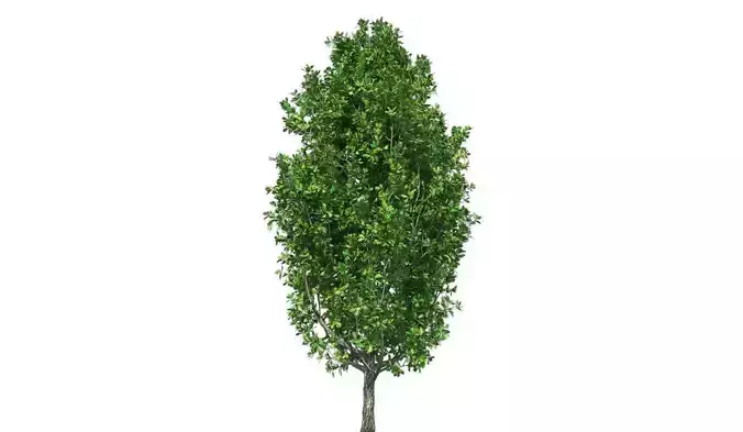 Cypress Oak Tree Low-poly 3D model