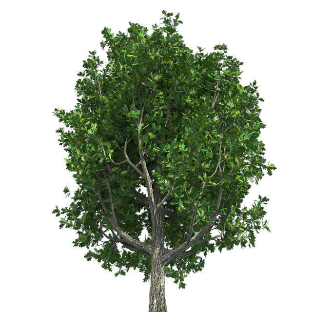 Cypress Oak Tree Low-poly 3D model_2
