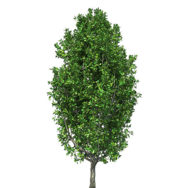 Cypress Oak Tree Low-poly 3D model_1