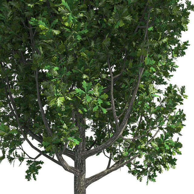 Cypress Oak Tree Low-poly 3D model_3