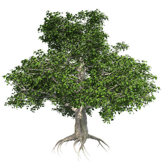 European Beech Tree Low-poly 3D model_1