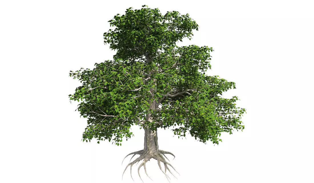European Beech Tree Low-poly 3D model_0