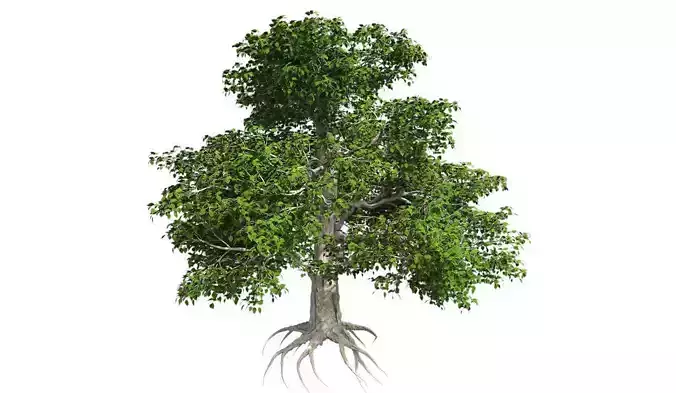 European Beech Tree Low-poly 3D model