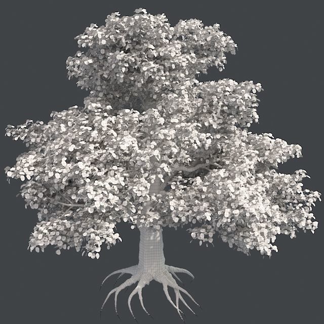European Beech Tree Low-poly 3D model_4
