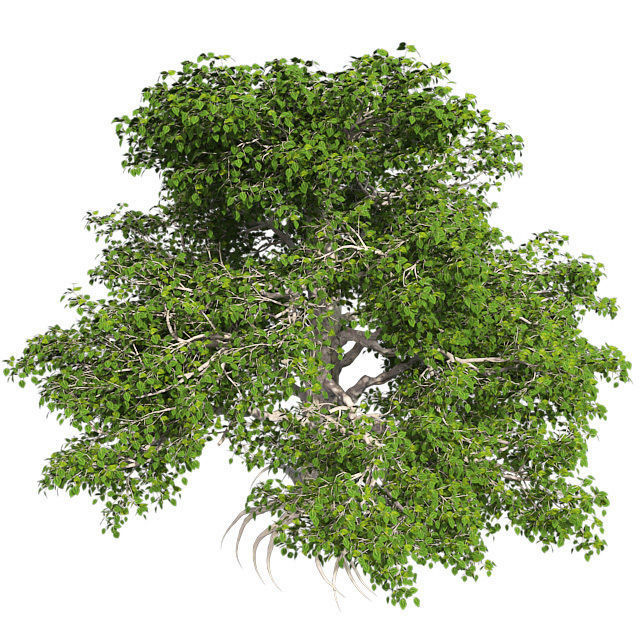 European Beech Tree Low-poly 3D model_2