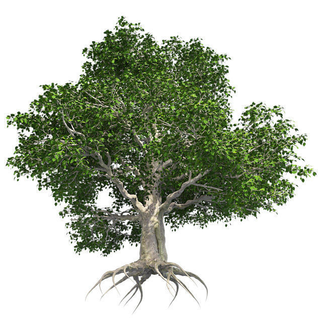 European Beech Tree Low-poly 3D model_3