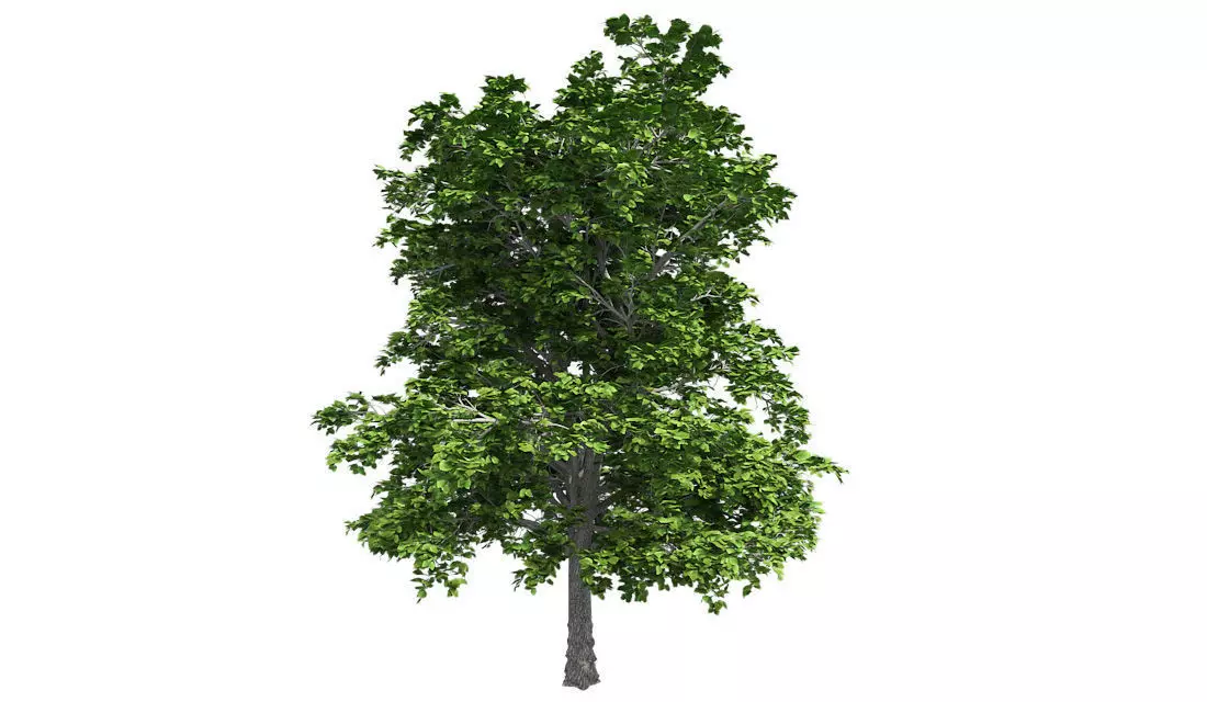 European Linden Tree Low-poly 3D model