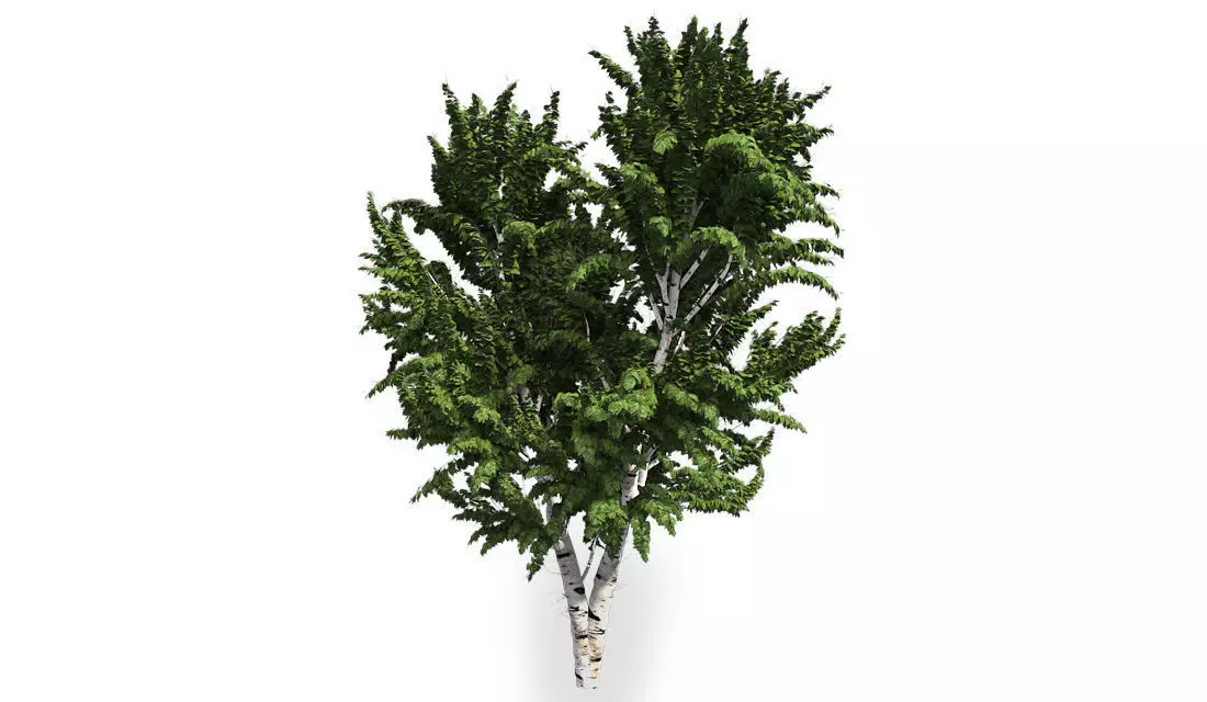 White Birch Tree Low-poly 3D model_0