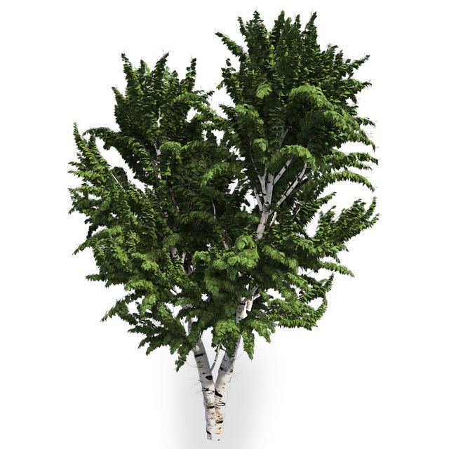 White Birch Tree Low-poly 3D model_1