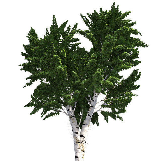 White Birch Tree Low-poly 3D model_3