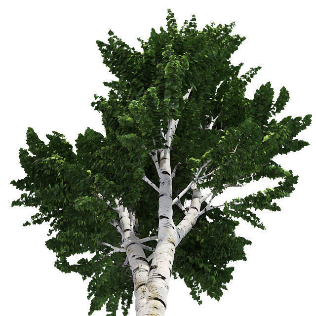 White Birch Tree Low-poly 3D model_4