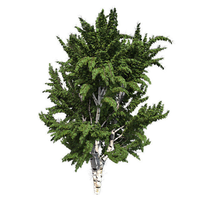 White Birch Tree Low-poly 3D model_2