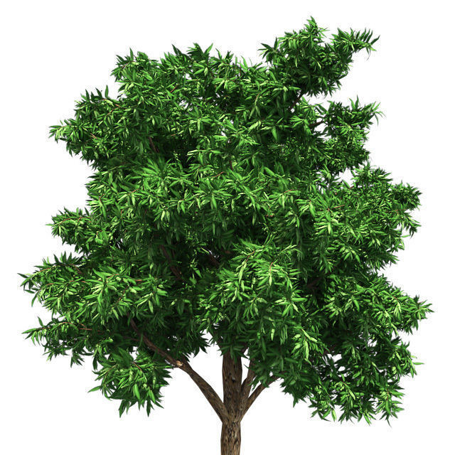 Flooded Gum Tree Low-poly 3D model_4