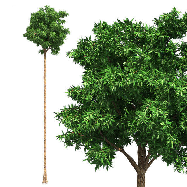 Flooded Gum Tree Low-poly 3D model_1