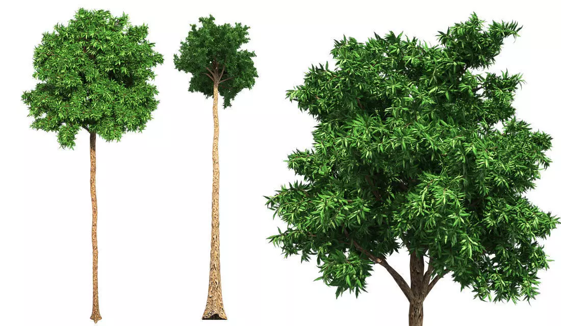 Flooded Gum Tree Low-poly 3D model_0