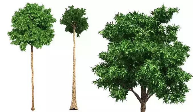 Flooded Gum Tree Low-poly 3D model