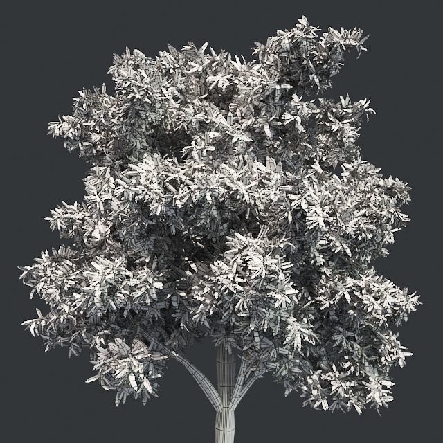 Flooded Gum Tree Low-poly 3D model_5