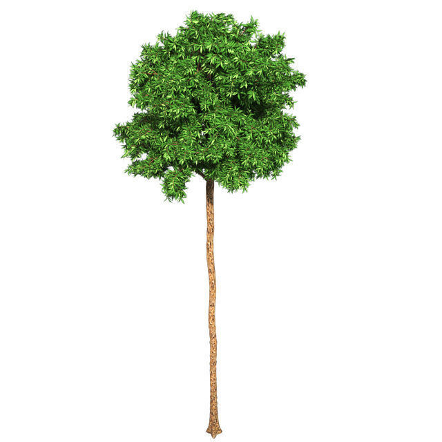 Flooded Gum Tree Low-poly 3D model_2