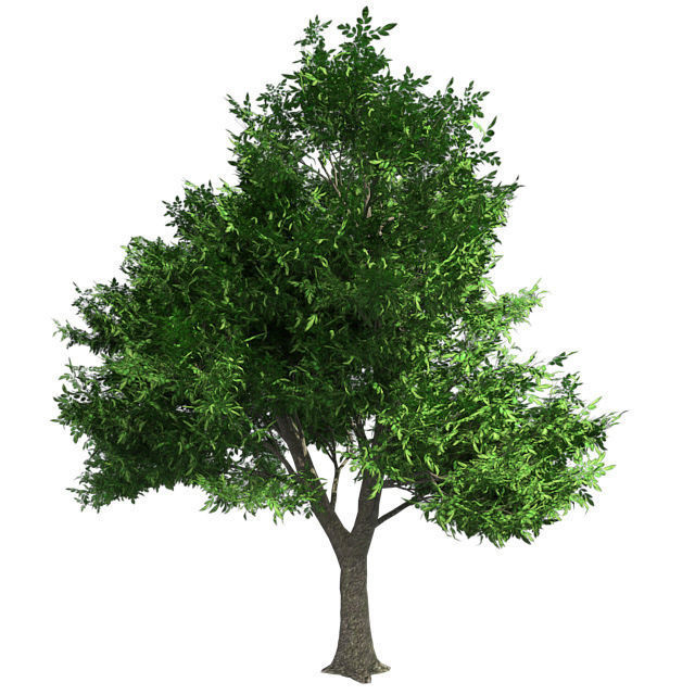 Green Ash Tree Low-poly 3D model_1