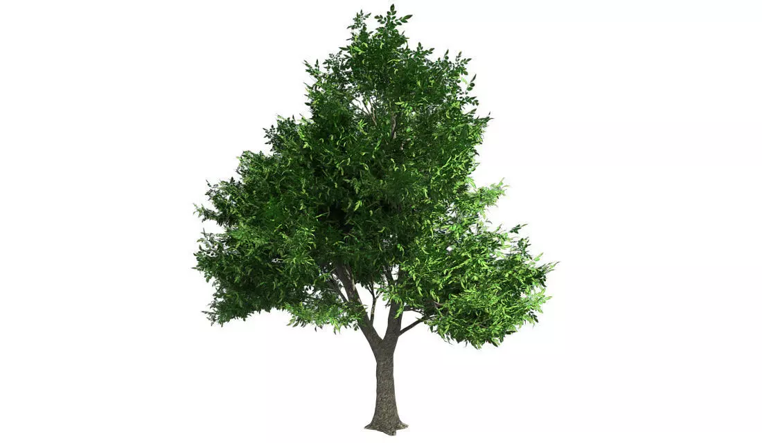 Green Ash Tree Low-poly 3D model_0