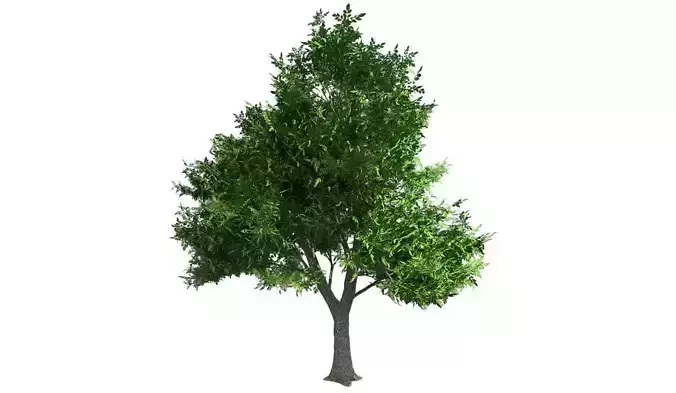 Green Ash Tree Low-poly 3D model