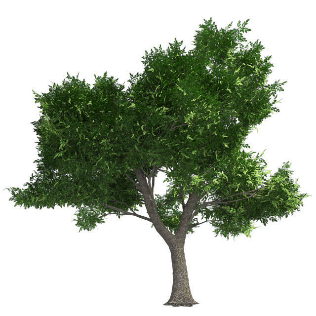 Green Ash Tree Low-poly 3D model_3