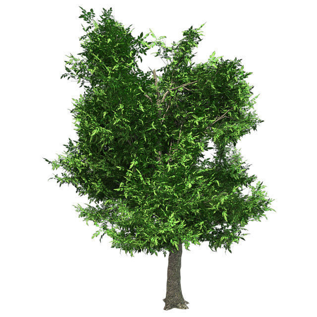 Green Ash Tree Low-poly 3D model_2