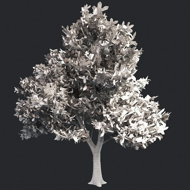 Green Ash Tree Low-poly 3D model_5