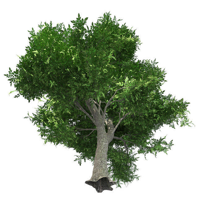 Green Ash Tree Low-poly 3D model_4