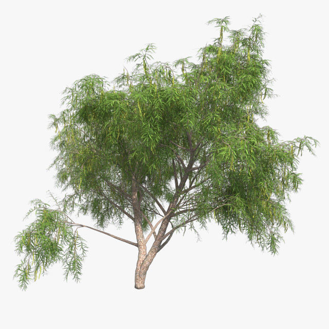 Honey Mesquite Tree Low-poly 3D model_2