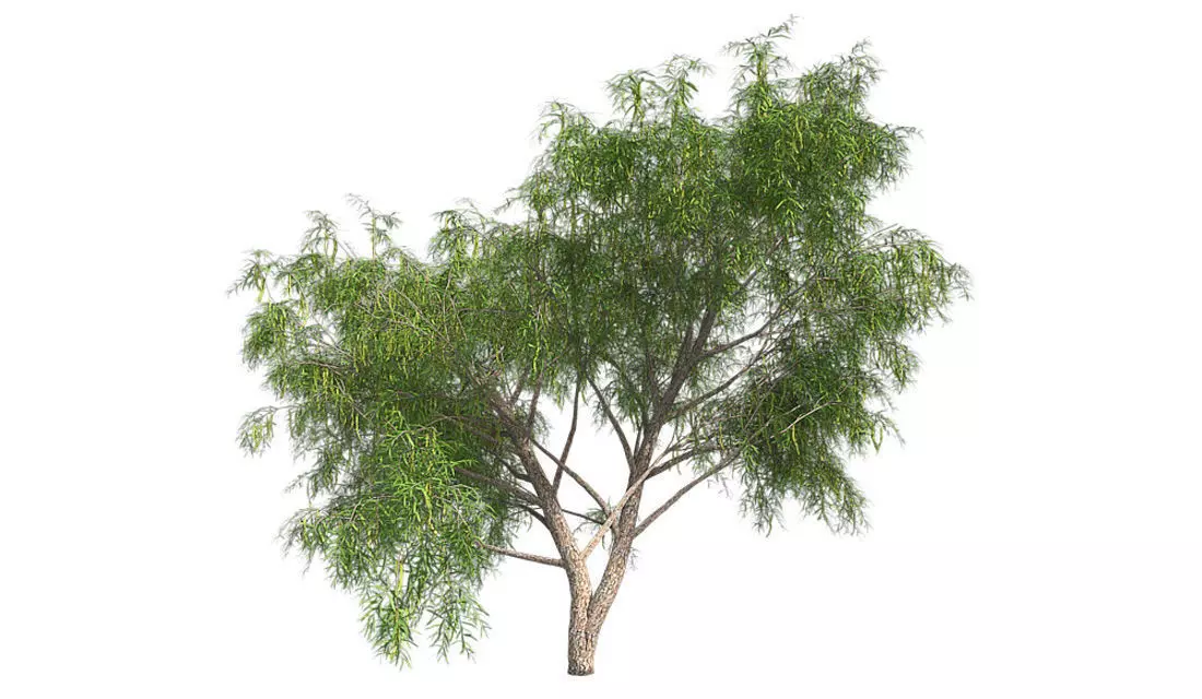 Honey Mesquite Tree Low-poly 3D model_0