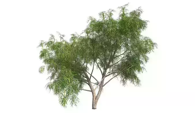 Honey Mesquite Tree Low-poly 3D model