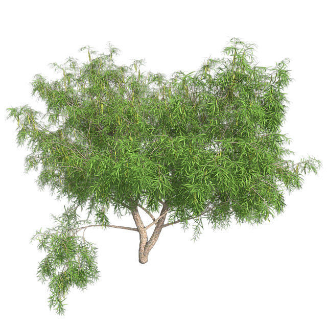 Honey Mesquite Tree Low-poly 3D model_4