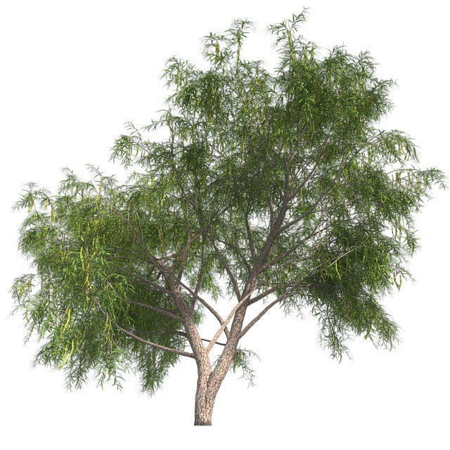Honey Mesquite Tree Low-poly 3D model_3