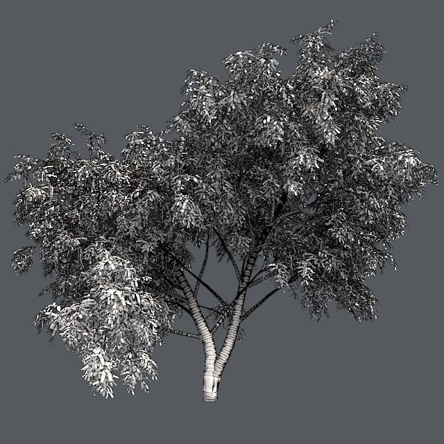 Honey Mesquite Tree Low-poly 3D model_5