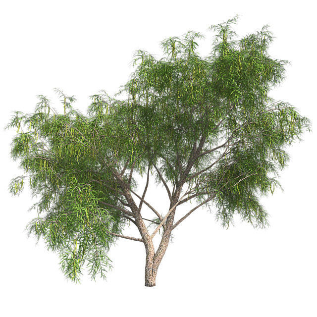 Honey Mesquite Tree Low-poly 3D model_1