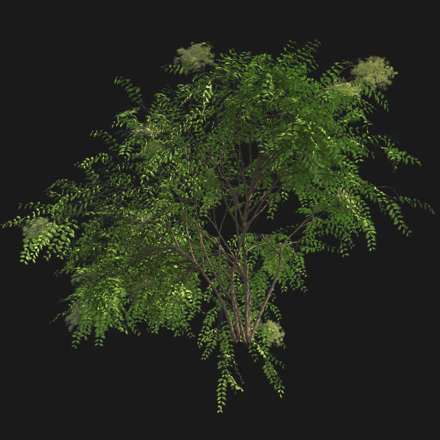 Japanese Angelica Tree Low-poly 3D model_4