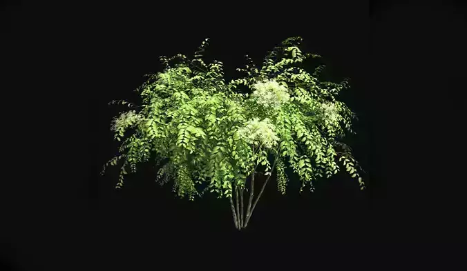 Japanese Angelica Tree Low-poly 3D model